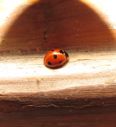 Coccinella